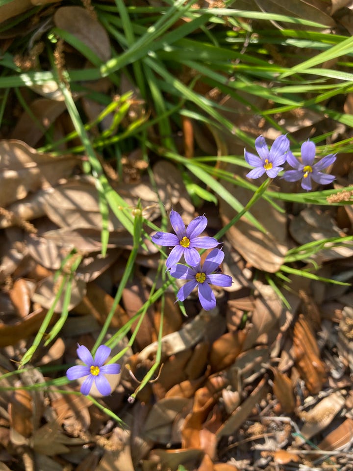 Current blooms in the Florida-Friendly Landscaping demo garden include white flowers on the Indian hawthorn, red spikes on the coral bean, tiny white clusters on Walter’s viburnum, and small light blue flowers on blue-eyed grass.