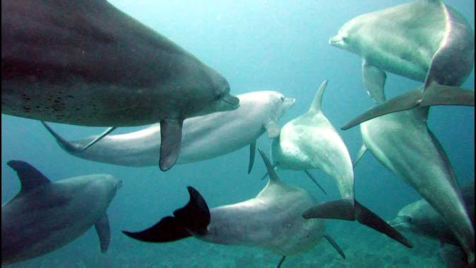 dolphins dolphins