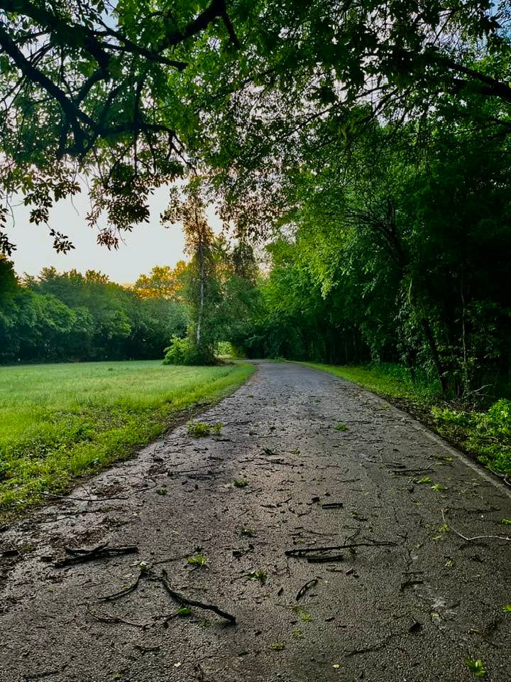 May be an image of tree, road and grass