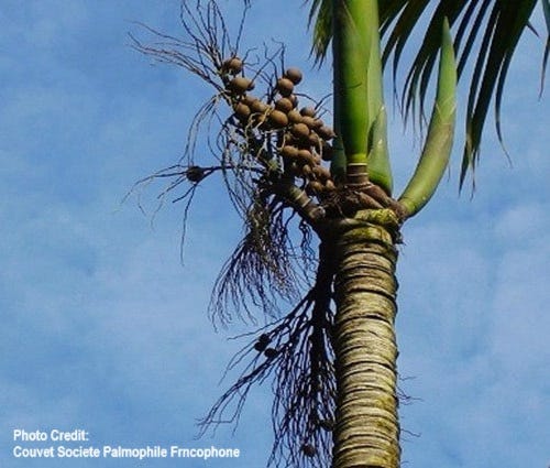 Upper section of a palm tree with fronds and flowering branches that are producing fruit.