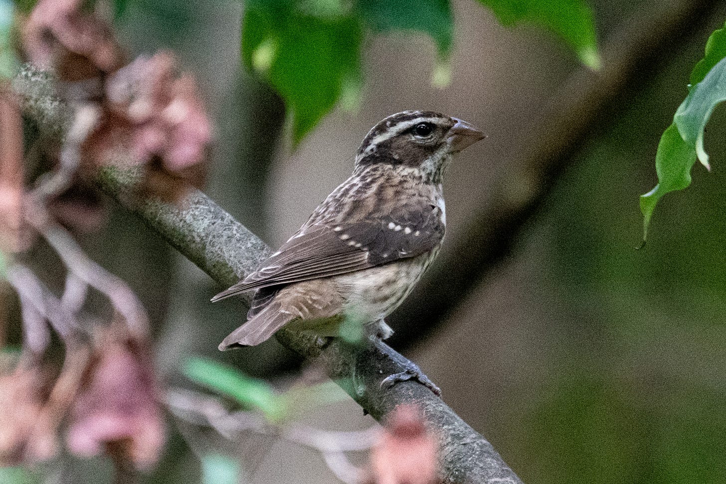 A robin-sized brown bird, elaborately patterned, with a strong white eyebrow and a fat beak