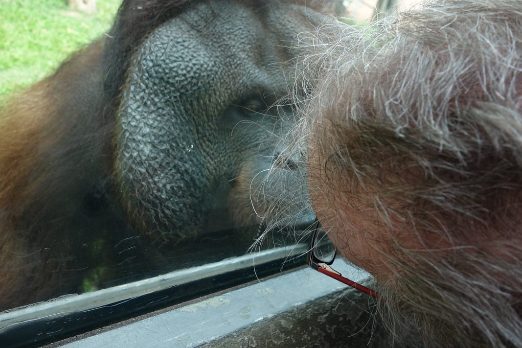 Author communicates with primate.