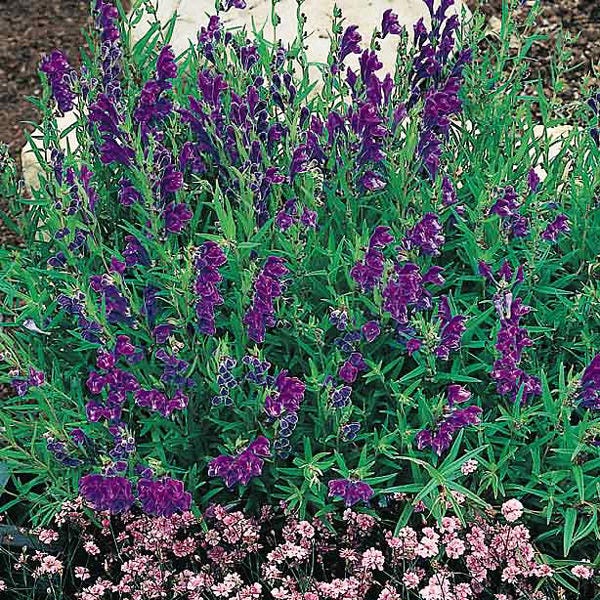Skullcap Seeds - medicinal & ornamental perennial herb garden seeds