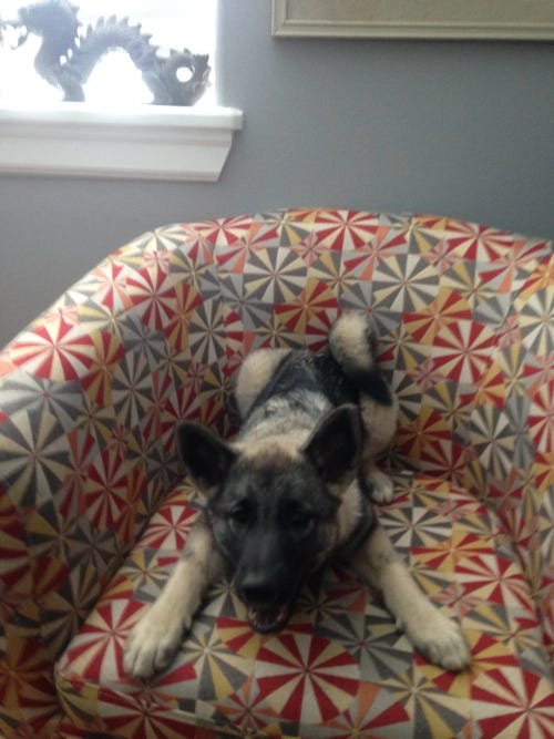 Thora, the Writer Elkhound - as a pup - poses by a dragon perched in the window sill.