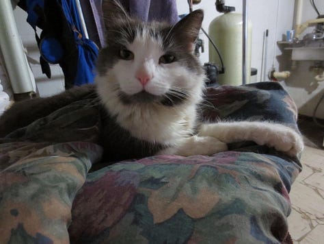 Newman's favorite poses & sleeping areas