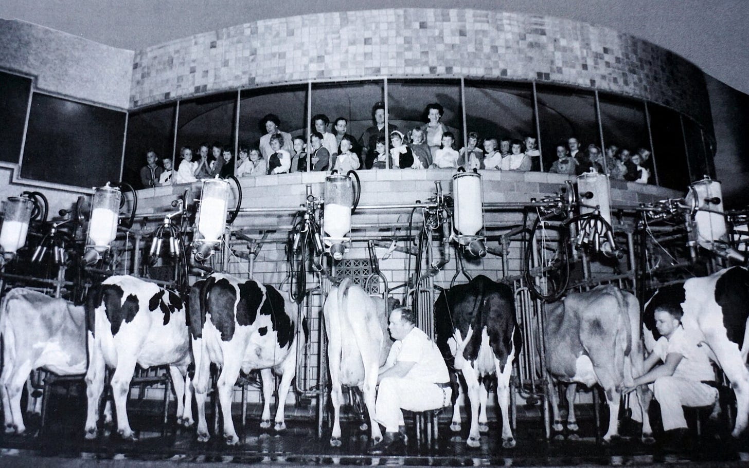 Walker Gordon’s Rotolactor in operation. School buses, tour buses, and families accounted for approximately 250,000 visitors annually.