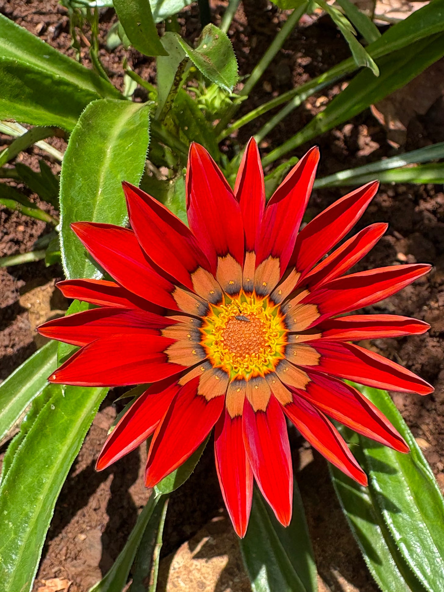 rust colored gazania flower rust colored gazania flower