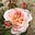 poetryandpROSE's avatar
