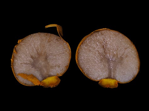 yellow-orange species of Mycoamaranthus cambodgensis truffle-like mushroom cut in half