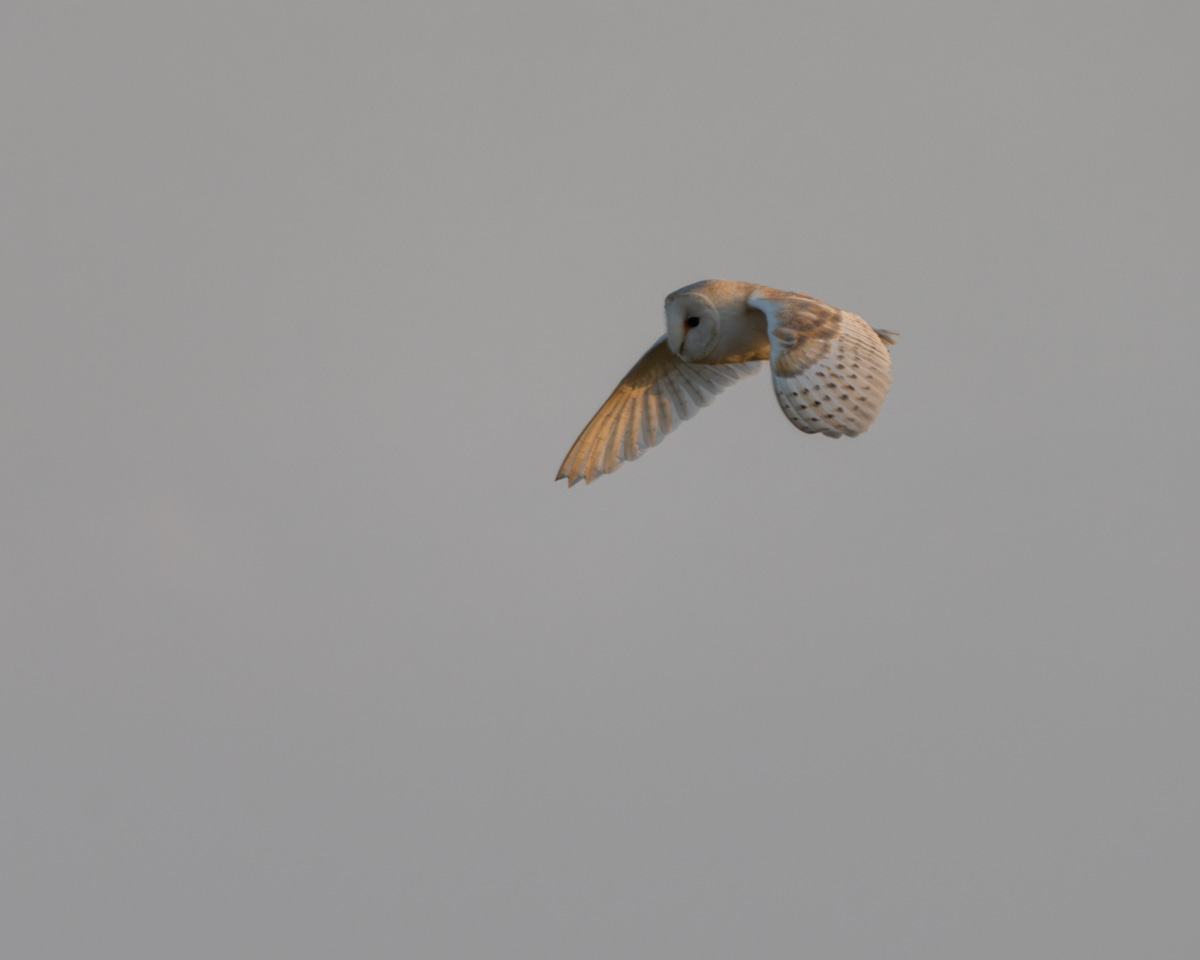 A large, sandy brown and white owl in flight