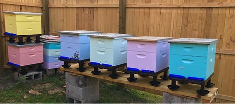 Pastel hued bee hives, a honey comb, and jars of golden honey on a shelf.