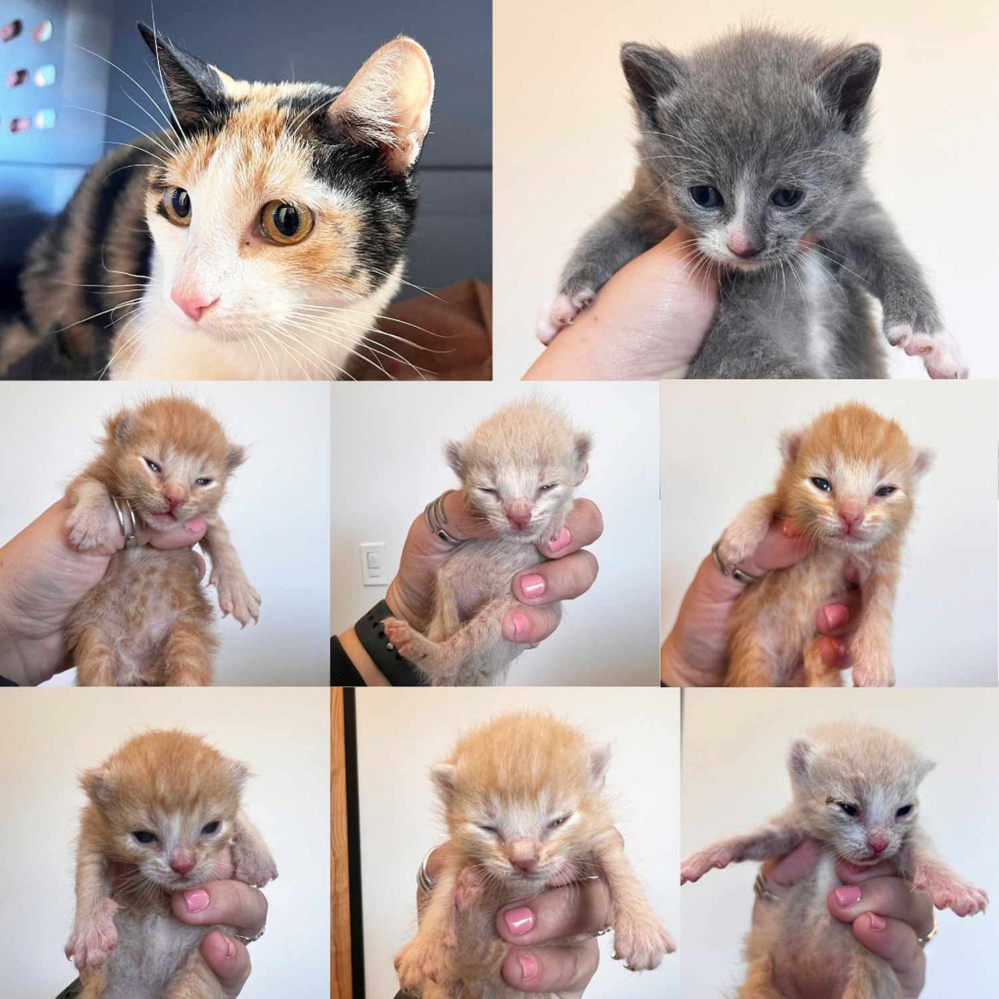 Panel of cat pictures, mature cat Mittens upper left, 3-week old Socks upper right and two rows of orange week-old kittens.