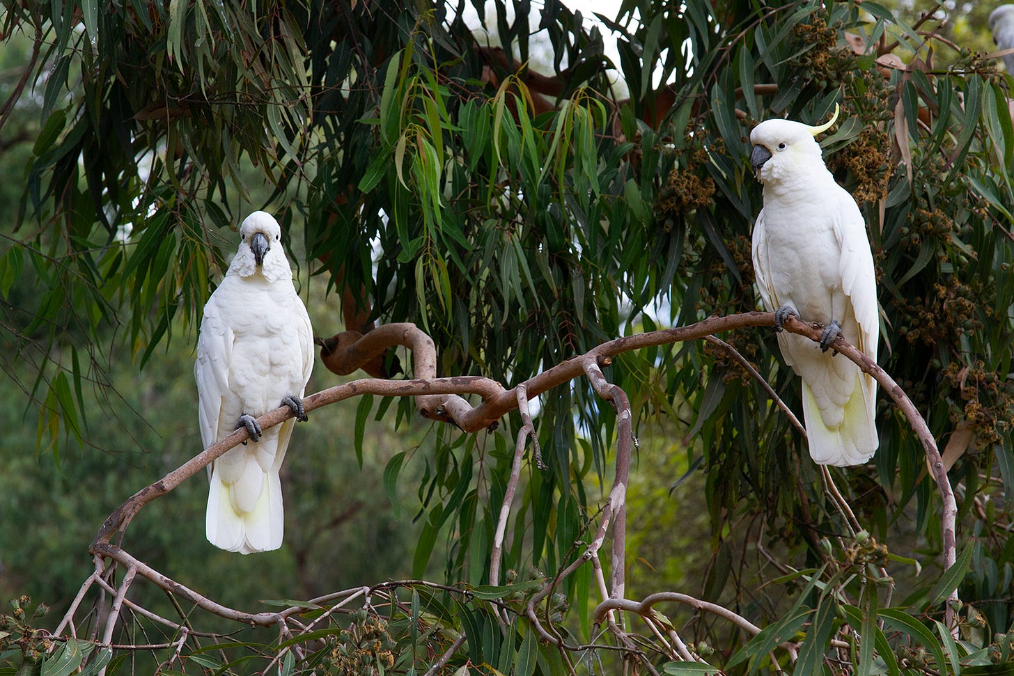 Two white cockatoos sit on a brunch, staring.