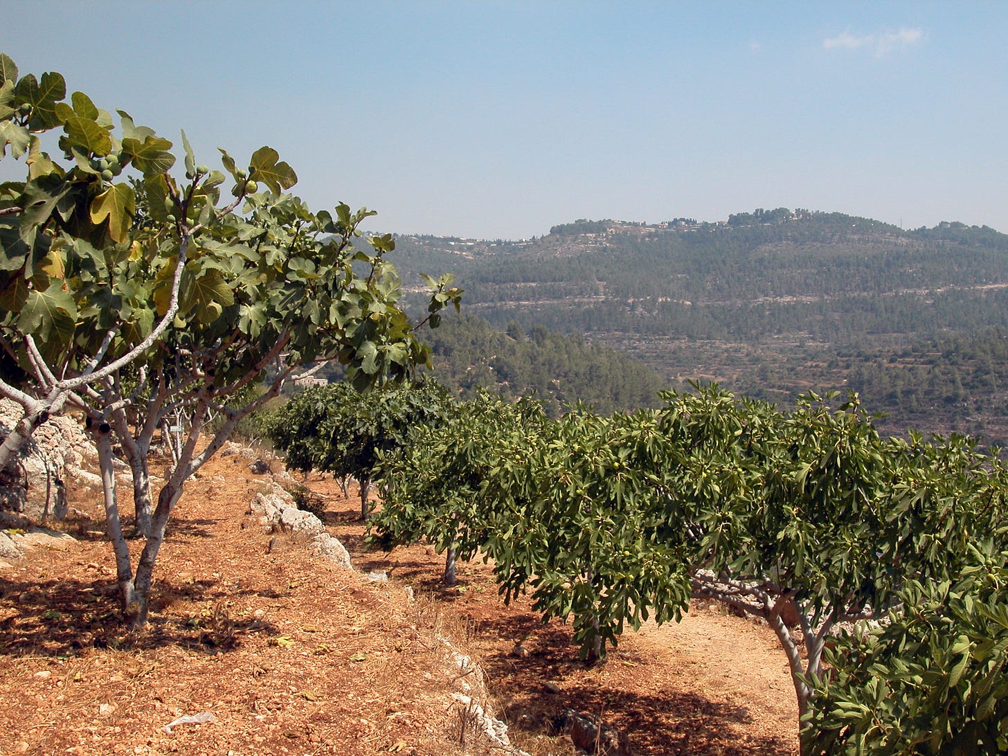 Keren Kayemeth LeIsrael - KKL-JNF - Pick a Fruit for Free: KKL-JNF Invites  the Public to the Orchards in Israel