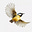 Morara's avatar