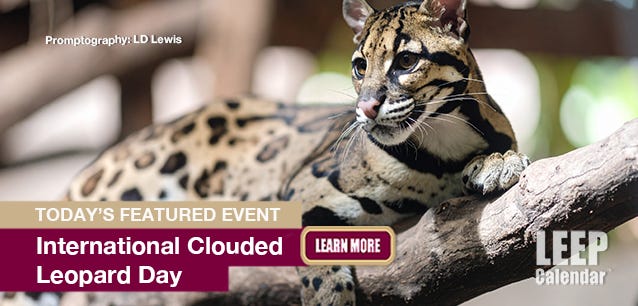 A clouded leopard rests on a tree branch. Promptography LD Lewis.