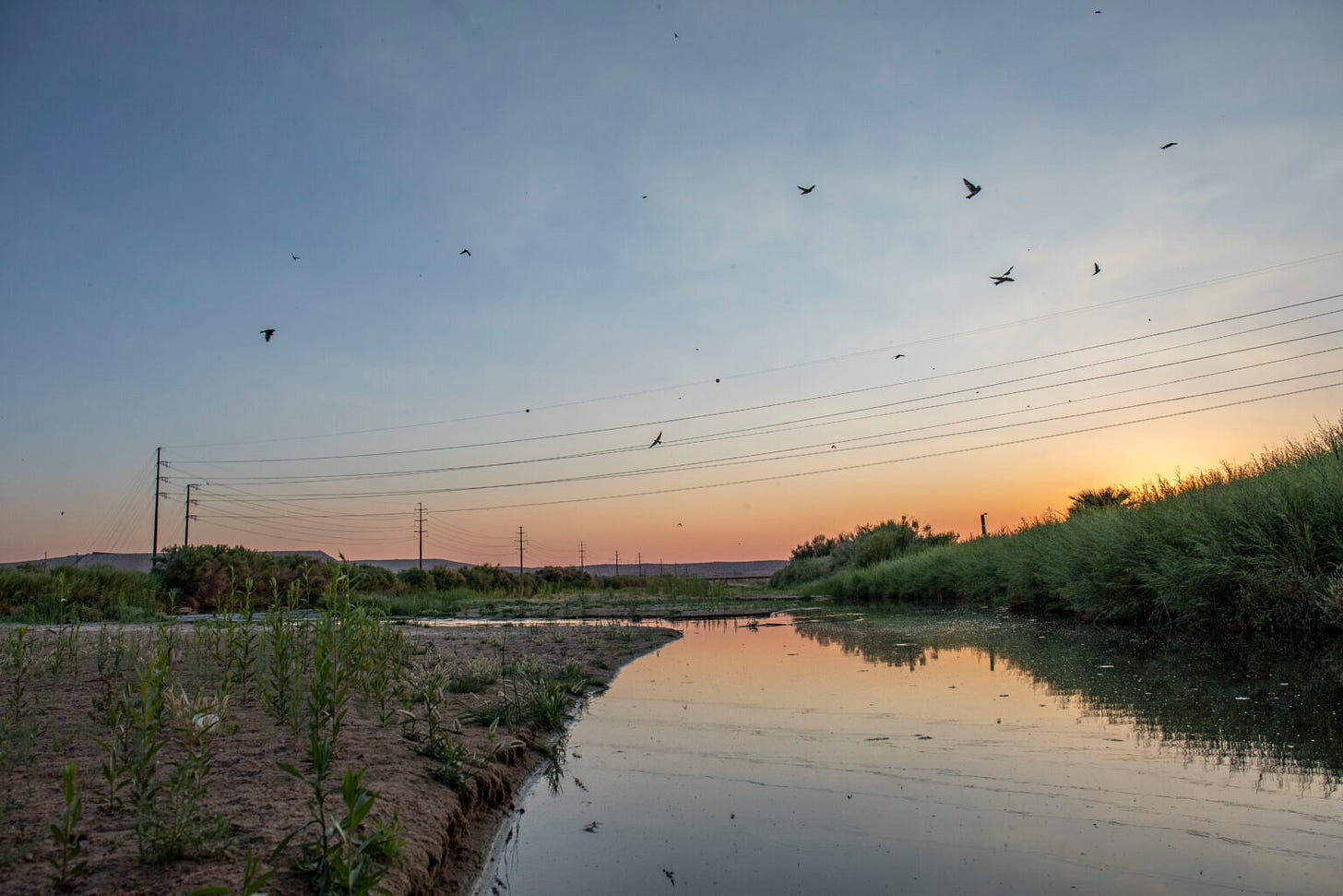 Swifts fly to and from a bridge near the Sunland Park pools to roost for the night in nests they have built out of sediment from around the river.