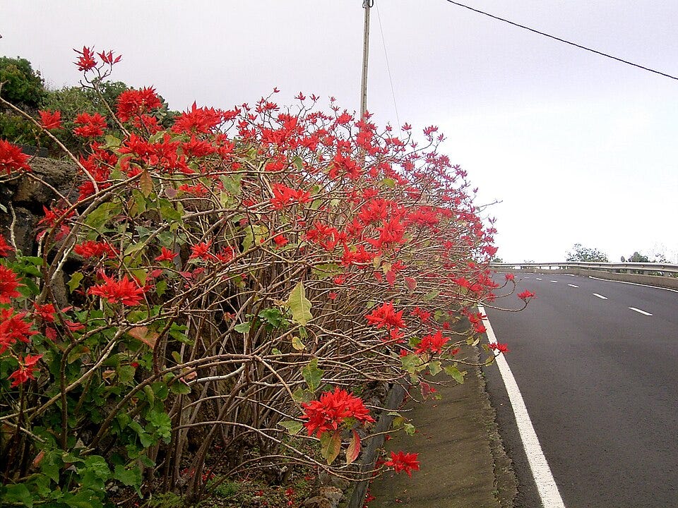 File:Euphorbia pulcherrima (Barlovento) 01.jpg File:Euphorbia pulcherrima (Barlovento) 01.jpg
