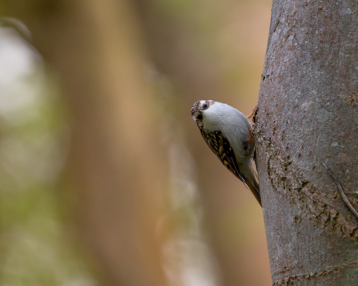A small brown and white bird perched on a vertical tree trunk. It looks as though it is 'looking down its nose' at the camera