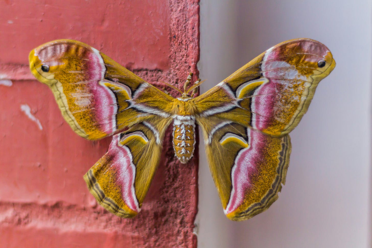 moth