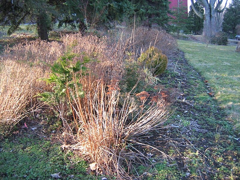 A garden bed in spring. Grasses and other  plants still have old, dead growth, while a few green weeds fill gaps in the soil.