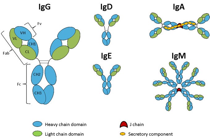 Human antibody isotypes or classes Human antibody isotypes or classes