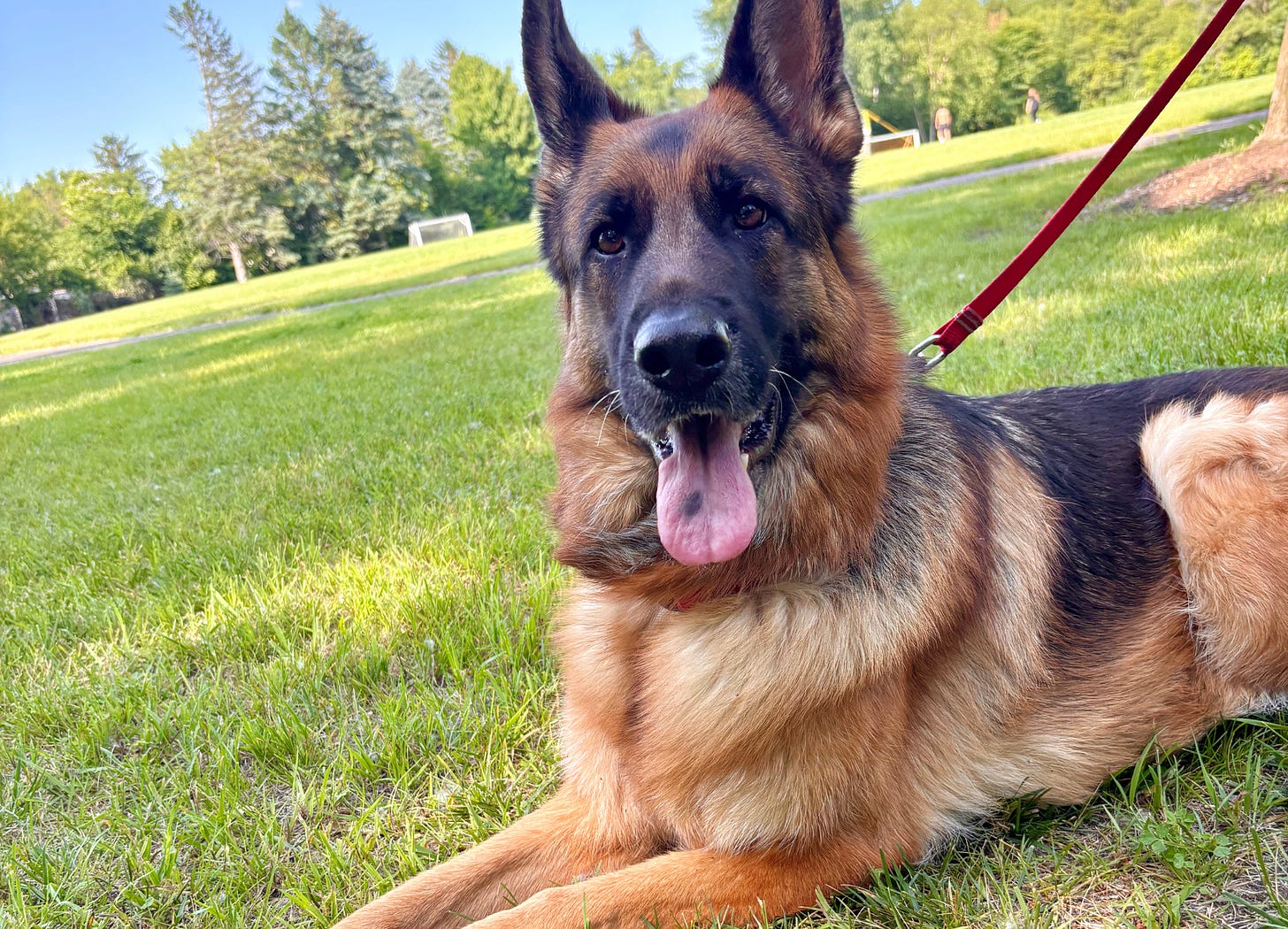 A German Shepherd dog relaxes on grass with tongue hanging out