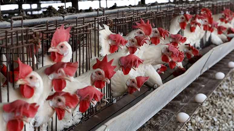 usda draft regulations