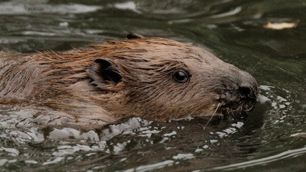 A beaver swimming through water.