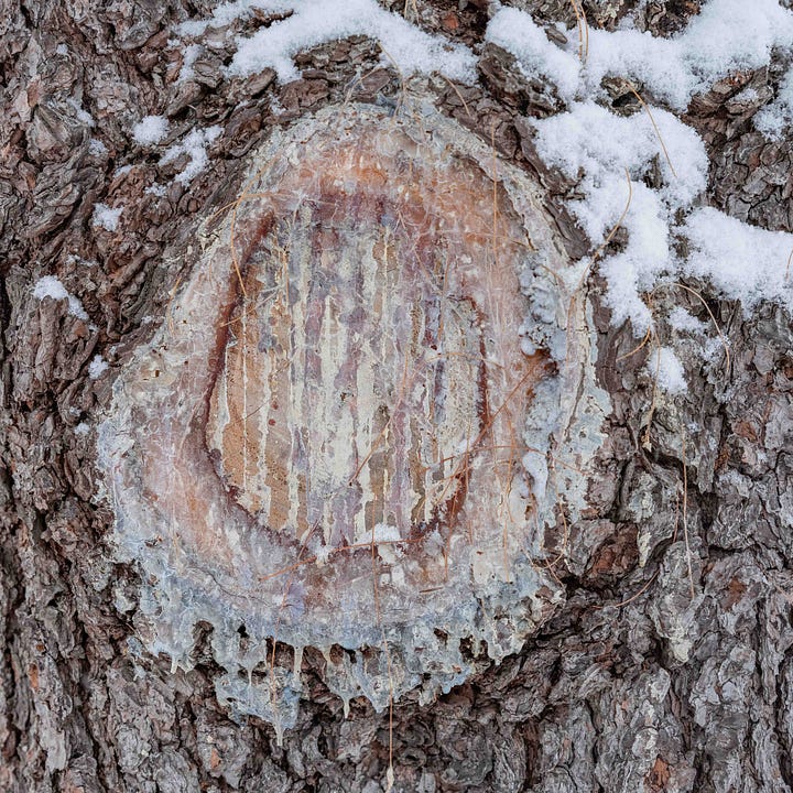 Diptych: Resin covered circle of a tree 'stump' and the circular hole into lava.