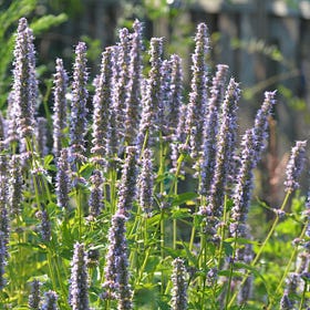 Agastache foeniculum (aka Anise Hyssop)