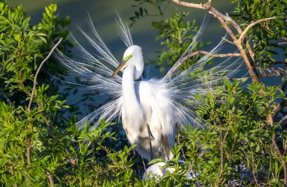 Style, Greed, and the Trade in Feathers