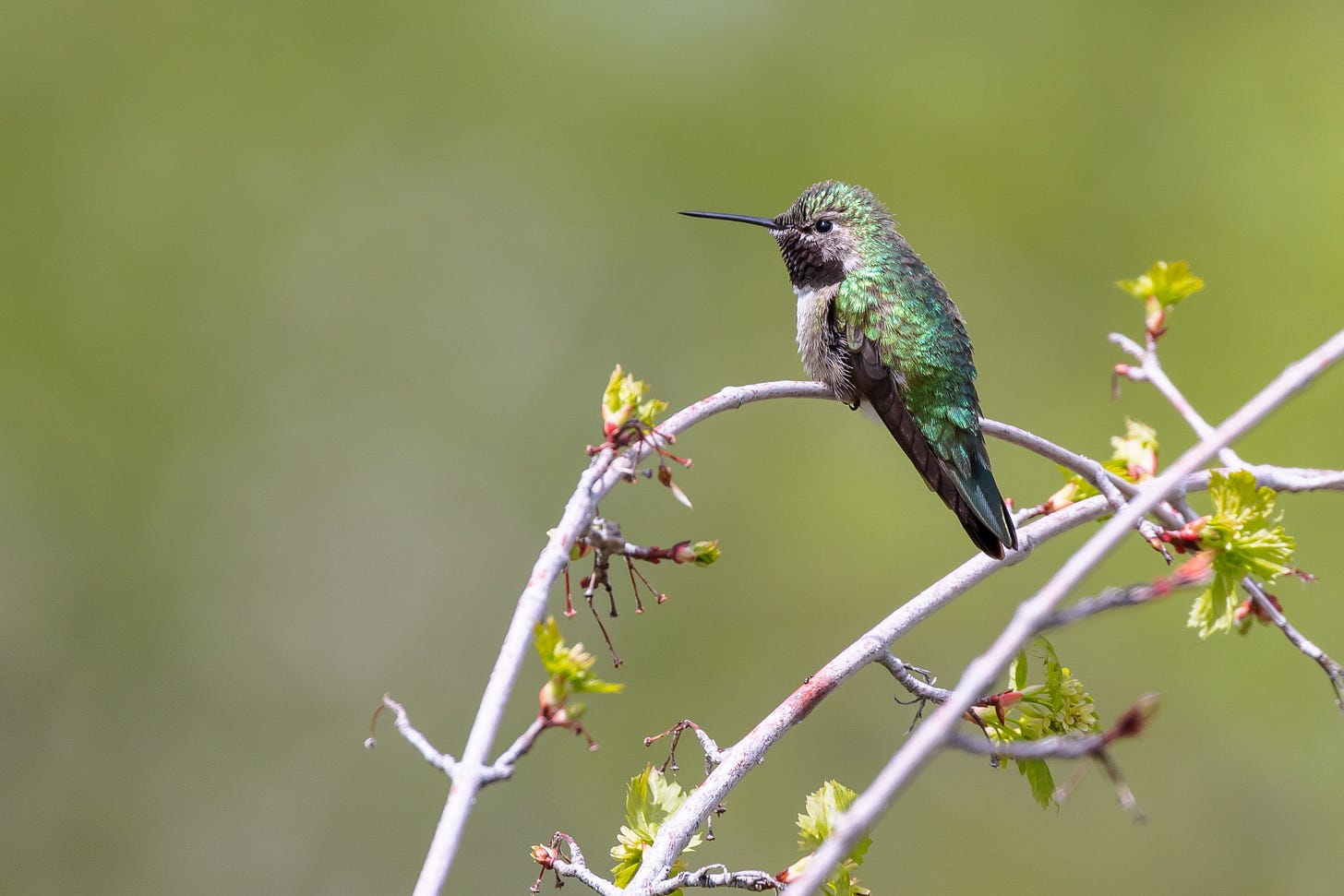 Male black-chinned hummingbird resting on a currant branch