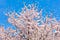 The Anime Evangelist の Substack