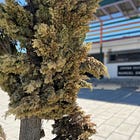 Los cipreses del Centro Cultural se secan después de ser plantados