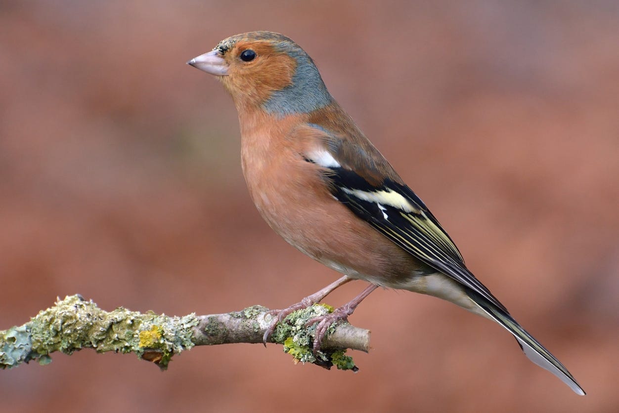Chaffinch perched on a branch