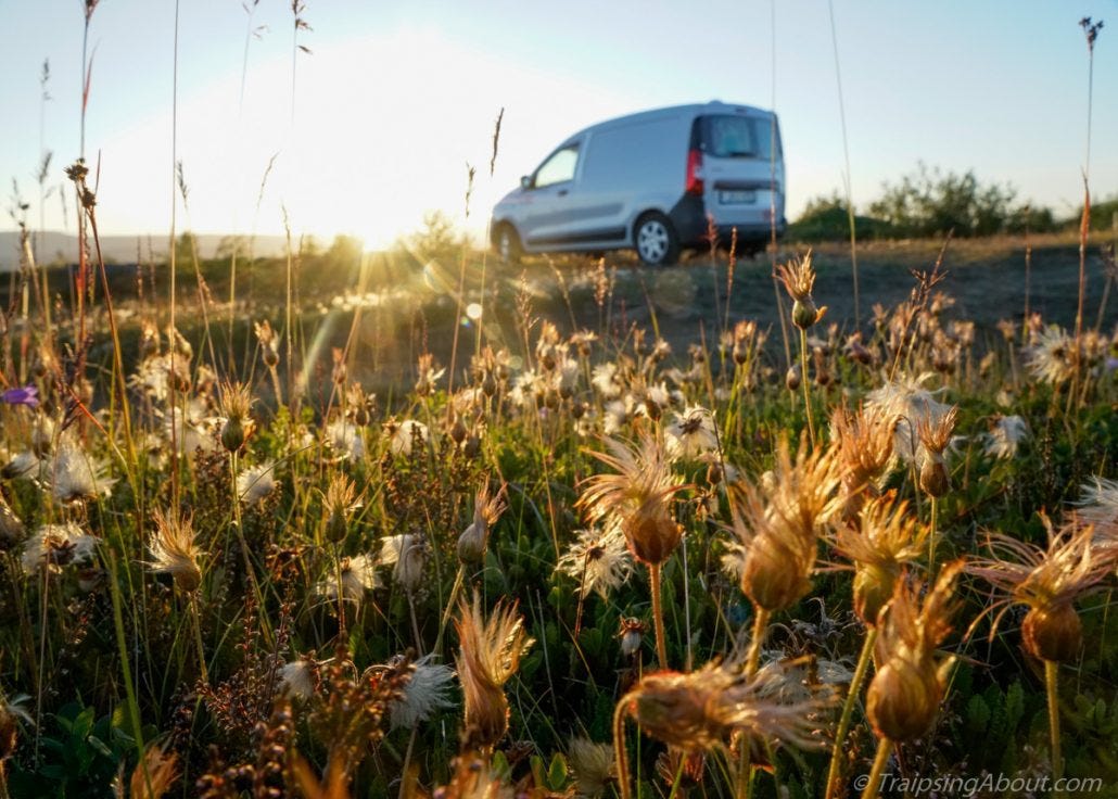 Wildflowers firing away at a camp spot somewhere seeeecret. Wildflowers firing away at a camp spot somewhere seeeecret.