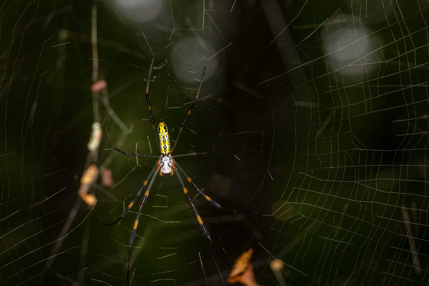 A large Joro spider with a white cephalothorax and long yellow abdomen  in the middle of a circular web, against a dark background. The spider's long, black legs are banded with yellow.