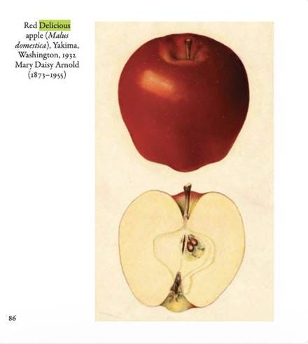 A later sport of Red Delicious