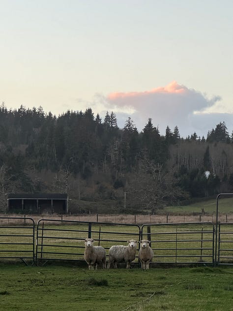 Three photos: one of lambs, one of sheep, and one of the book Woolgathering