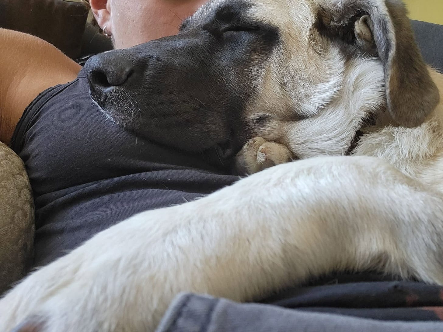 May be an image of Great Pyrenees May be an image of Great Pyrenees