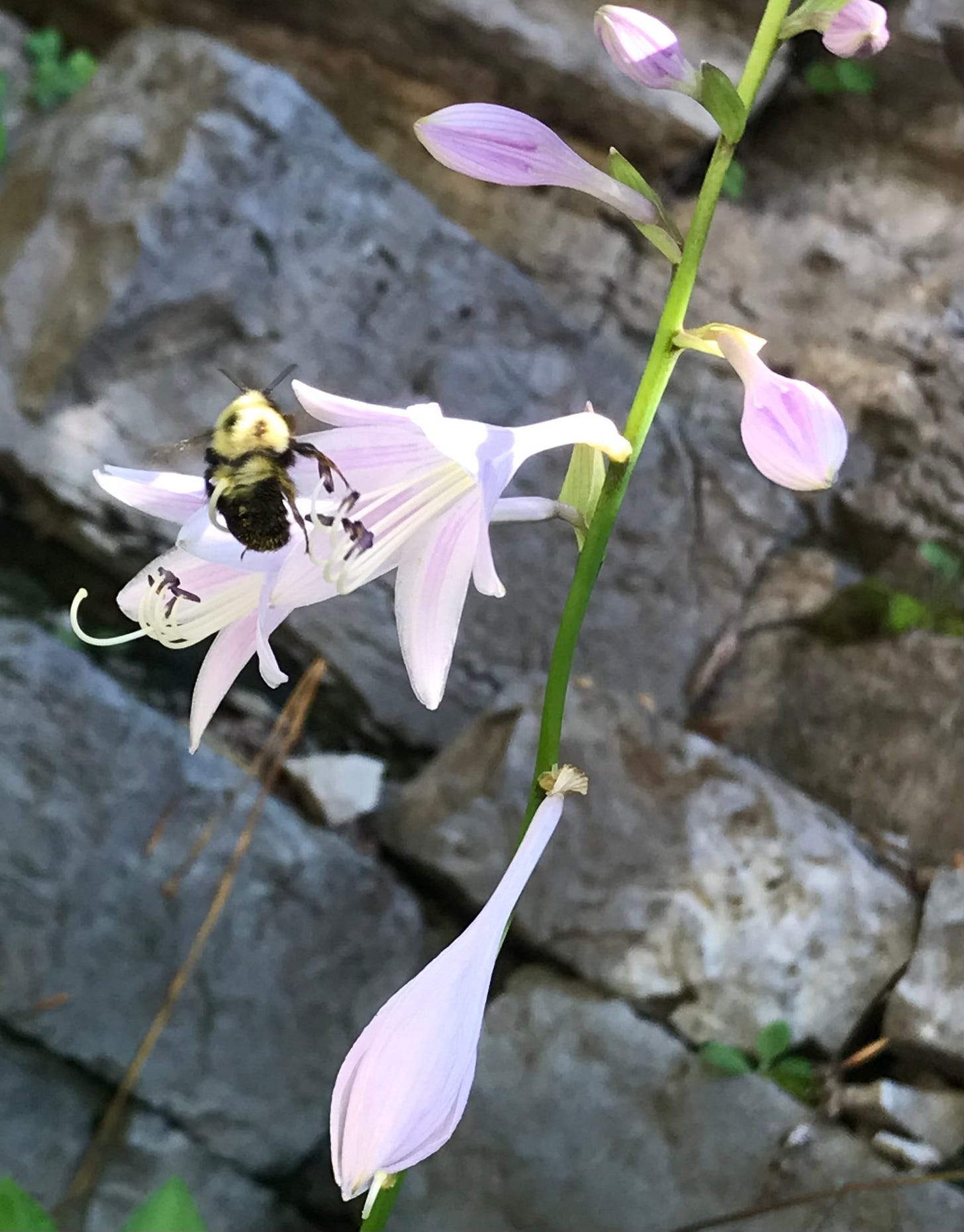 A bumble bee in a light purple costa flower with rocks in the background
