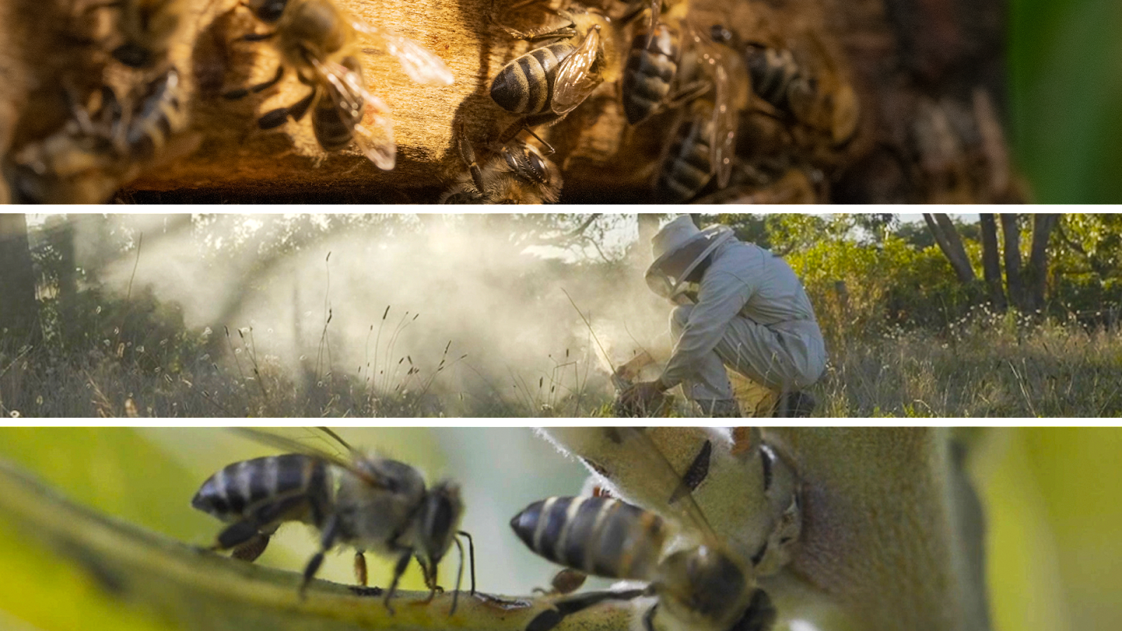 Forage For Insects Importance of Bee Forage 🐝 🌸 - by Rewild Africa
