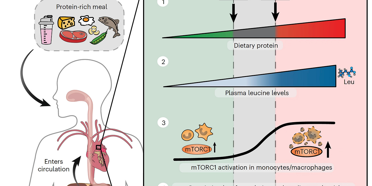 Our Preoccupation With Protein Intake