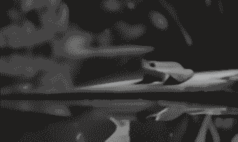 gif of frog in pond outtake of video gen