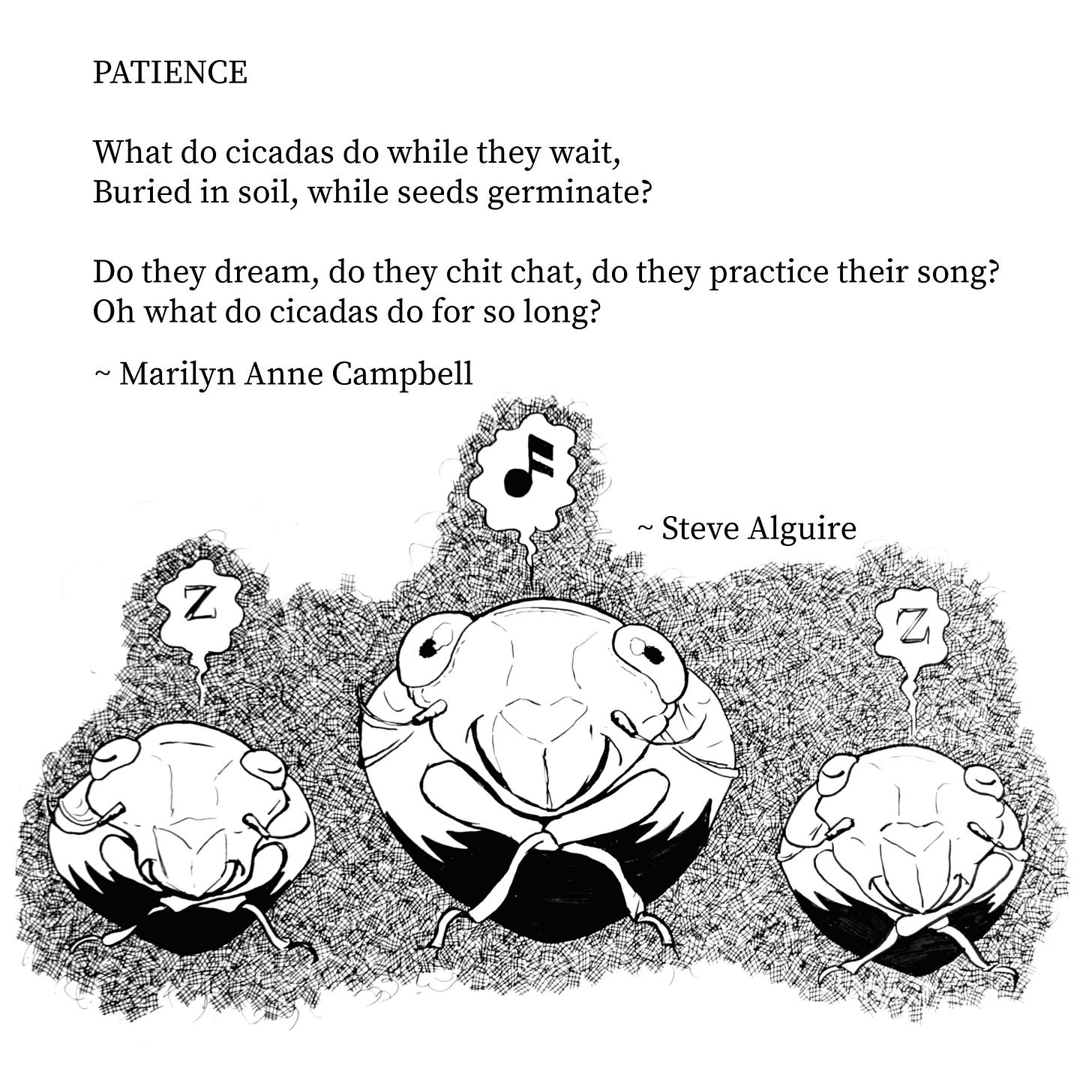 Text of poem titled Patience reads: What do cicadas do while they wait, buried in soil, while seeds germinate? Do they dream, do they chit chat, do they practice, do they practice their song? Oh what do cicadas do for so long? By Marilyn Anne Campbell. Underneath is an ink drawing by Steve Alguire of three cicadas underground, two asleep, one singing.