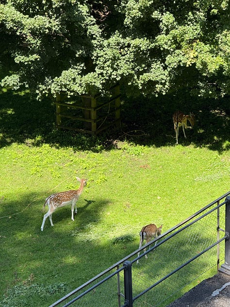 Rapperswil Deer Park