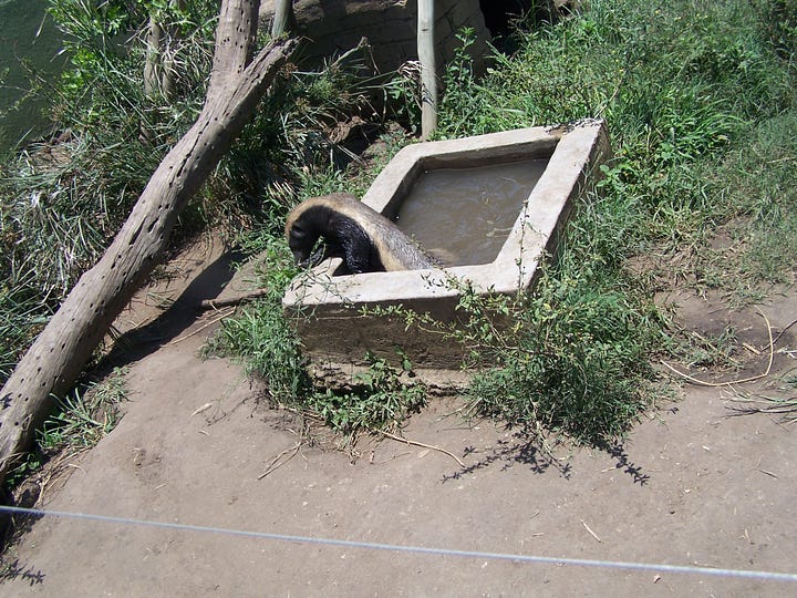 The honey badger is in a small pool, up on top of a post, looking up from the grass, and the pair is cuddling or wrestling on the ground
