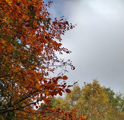 red berries, rusty beech leaves, holly. berries