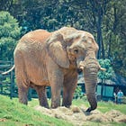 What about the elephants at Joburg Zoo?